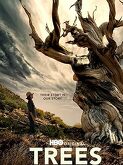 Trees, and Other Entanglements (2023)